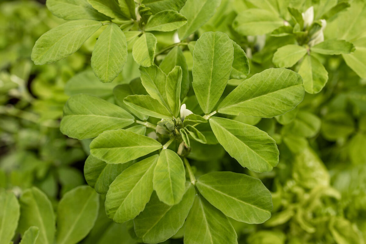 Fenugreek