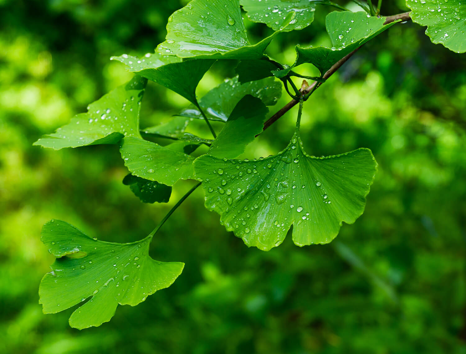 Biloba