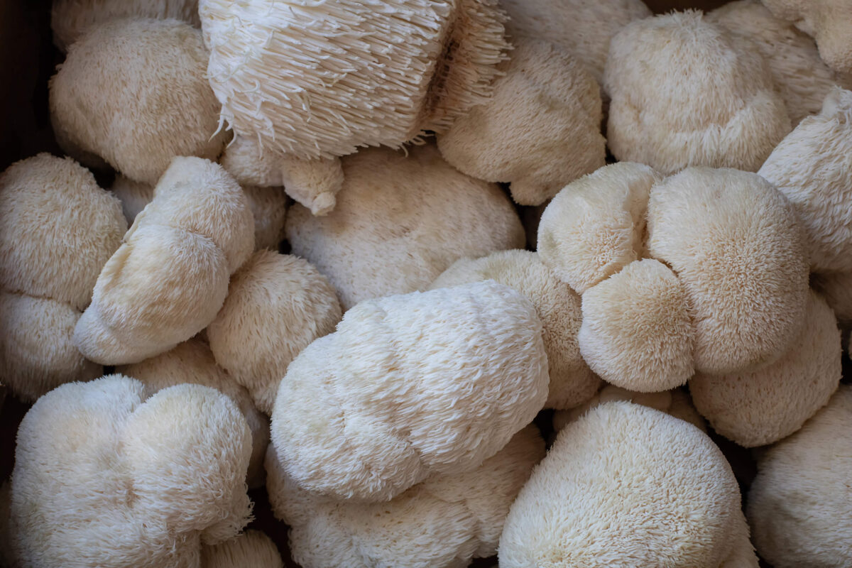 Lion's Mane