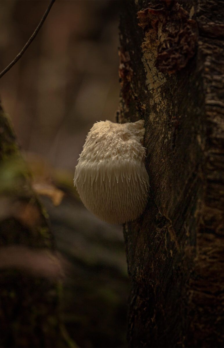 Lion's Mane
