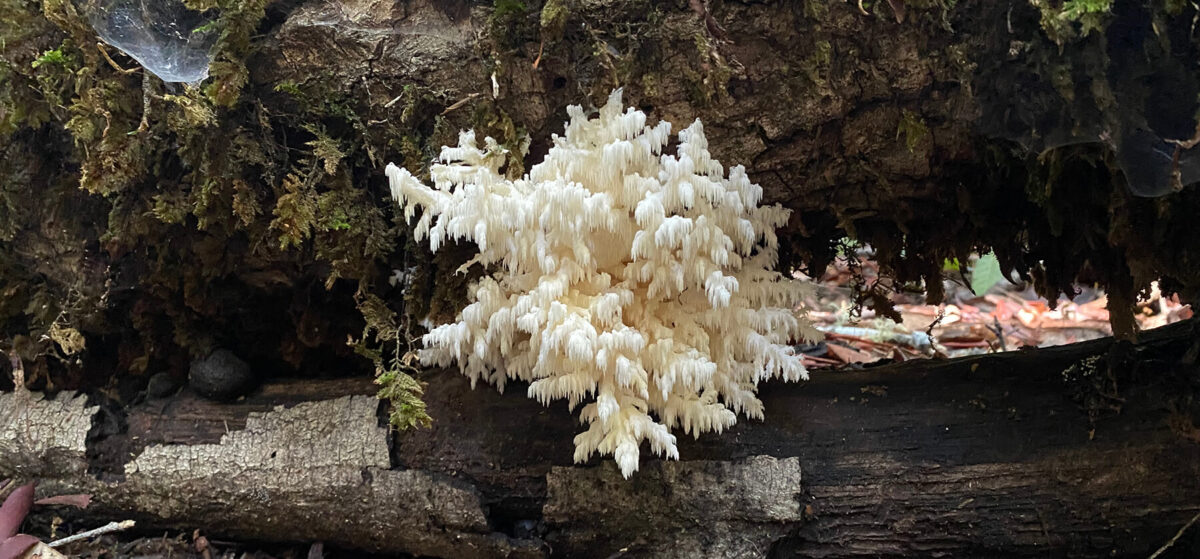 Lion's Mane