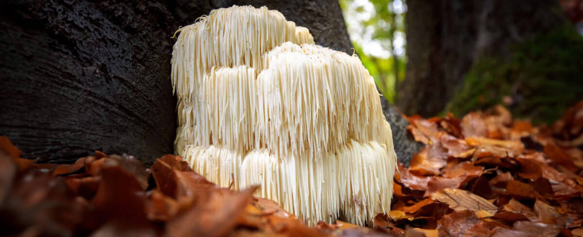 Lion's Mane