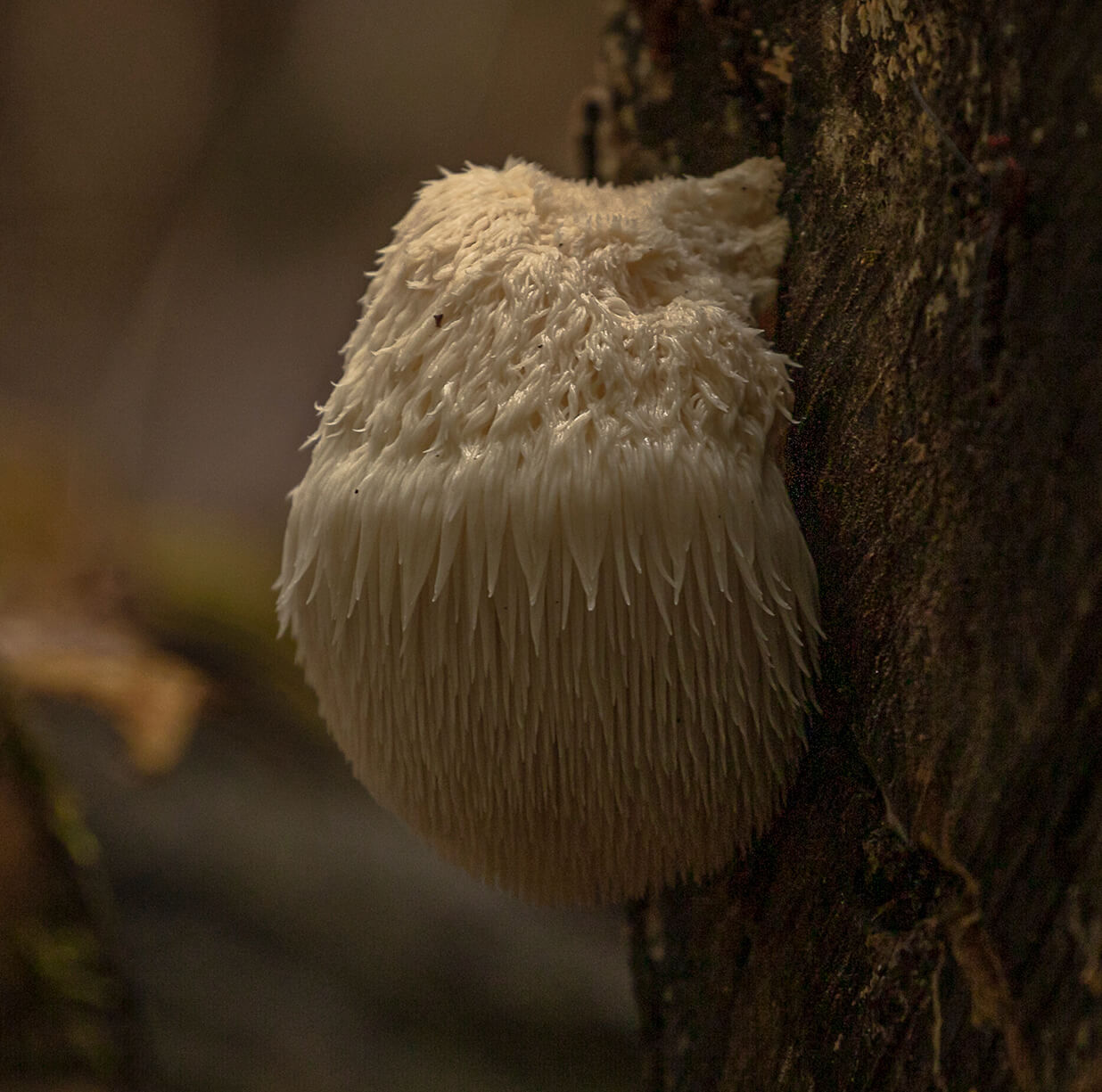 Lion's Mane