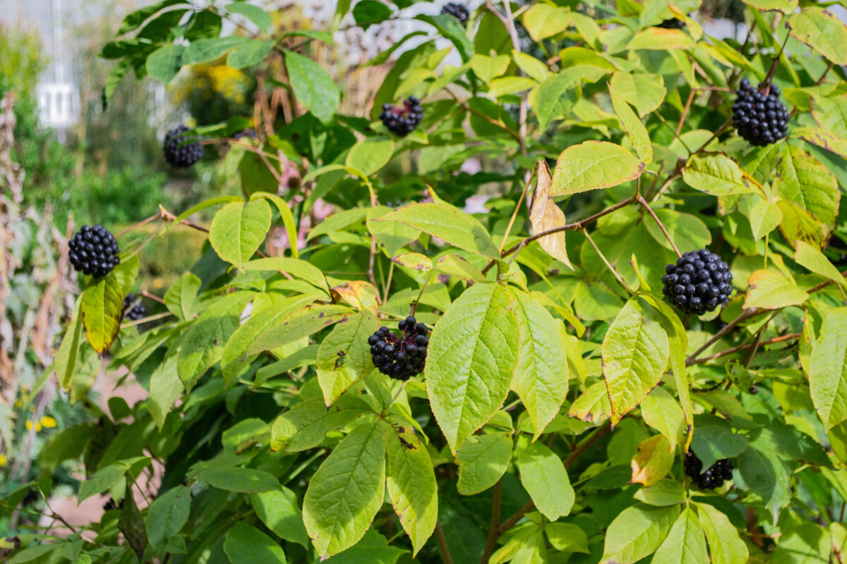 Siberian Ginseng